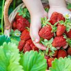 Quand planter les fraisiers ?