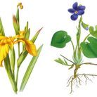Fleur de naissance février : la violette et l’iris