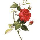Fleur de naissance juin : la rose