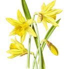 Fleur de naissance mars : le narcisse
