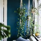 Végétaliser son intérieur sans perdre de place en fixant des crochets au plafond pour suspendre des plantes