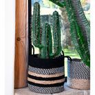 Le cactus plante du Bélier