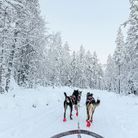 Balade en chiens de traîneau avec Bearhill Husky, à Rovaniemi