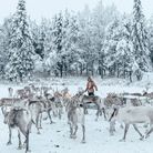 Visite d'un élevage de rennes, Kujala Reindeer Farm, à Ruka