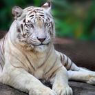 Un tête-à-tête avec les tigres blancs d’Asie