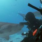 Will Smith est nez à nez avec un requin