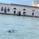 Deux dauphins ont nagé dans le Grand Canal de Venise