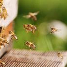 Les « Bee Hotels » néerlandais ont aidé les populations d'abeilles à rester stables
