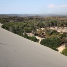 La dune du Pilat entourée d'une forêt calcinée