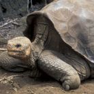 La tortue géante des îles Galápagos (Chelonoidis abingdonii)